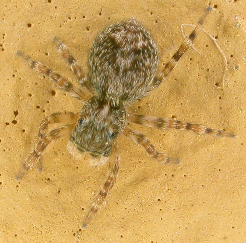 Salticidae